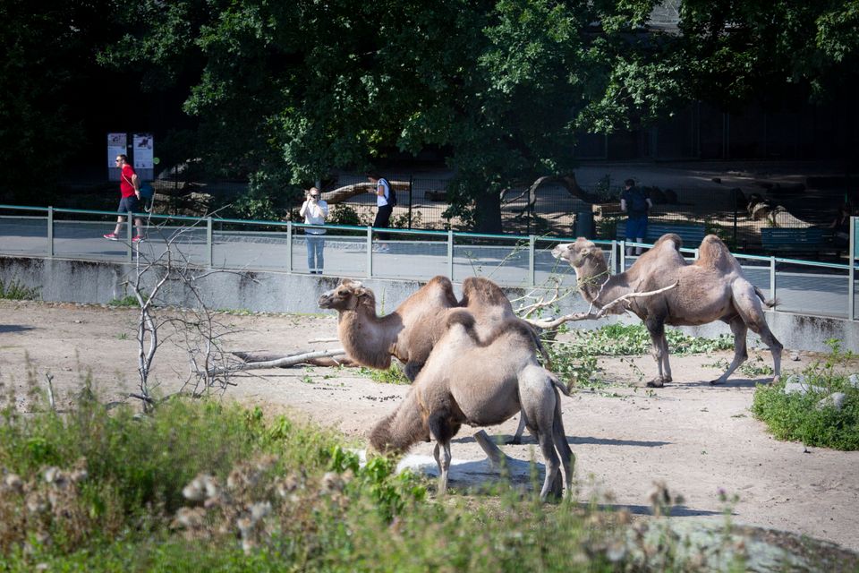 Kamelit ja Korkeasaaren vierailijoita, elokuu 2020