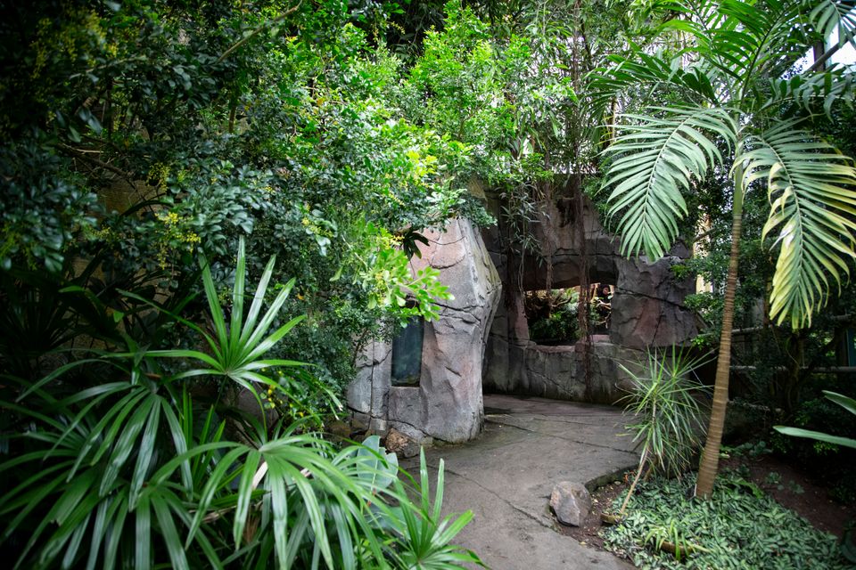 Trooppinen talo Africasia, sademetsäpuoli