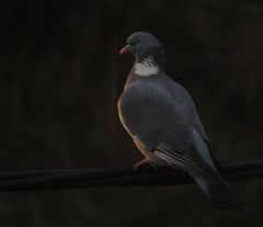 Sepelkyyhky, Columba palumbus. Kuvaaja Aleksi Lehikoinen.