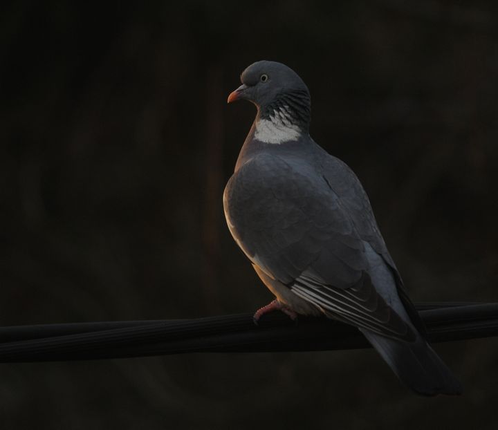 Sepelkyyhky, Columba palumbus. Kuvaaja Aleksi Lehikoinen.