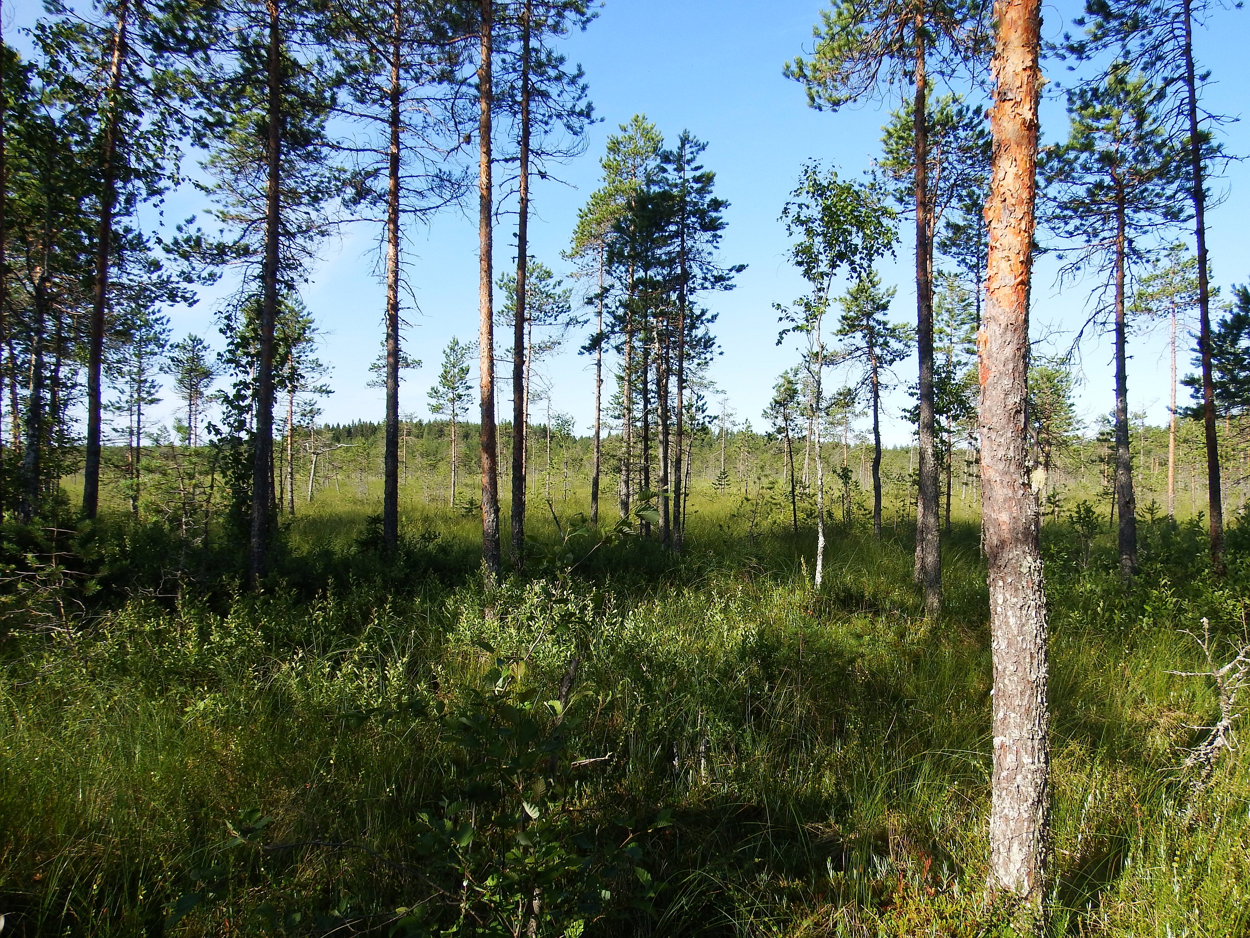 Neljä arvokasta suokokonaisuuttaa suojeluun Etelä-Savossa | Etelä-Savon  ELY-keskus