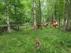 Nötkreatur betar på ängen i Polso i Vetil och sköter samtidigt om vårdbiotopen.