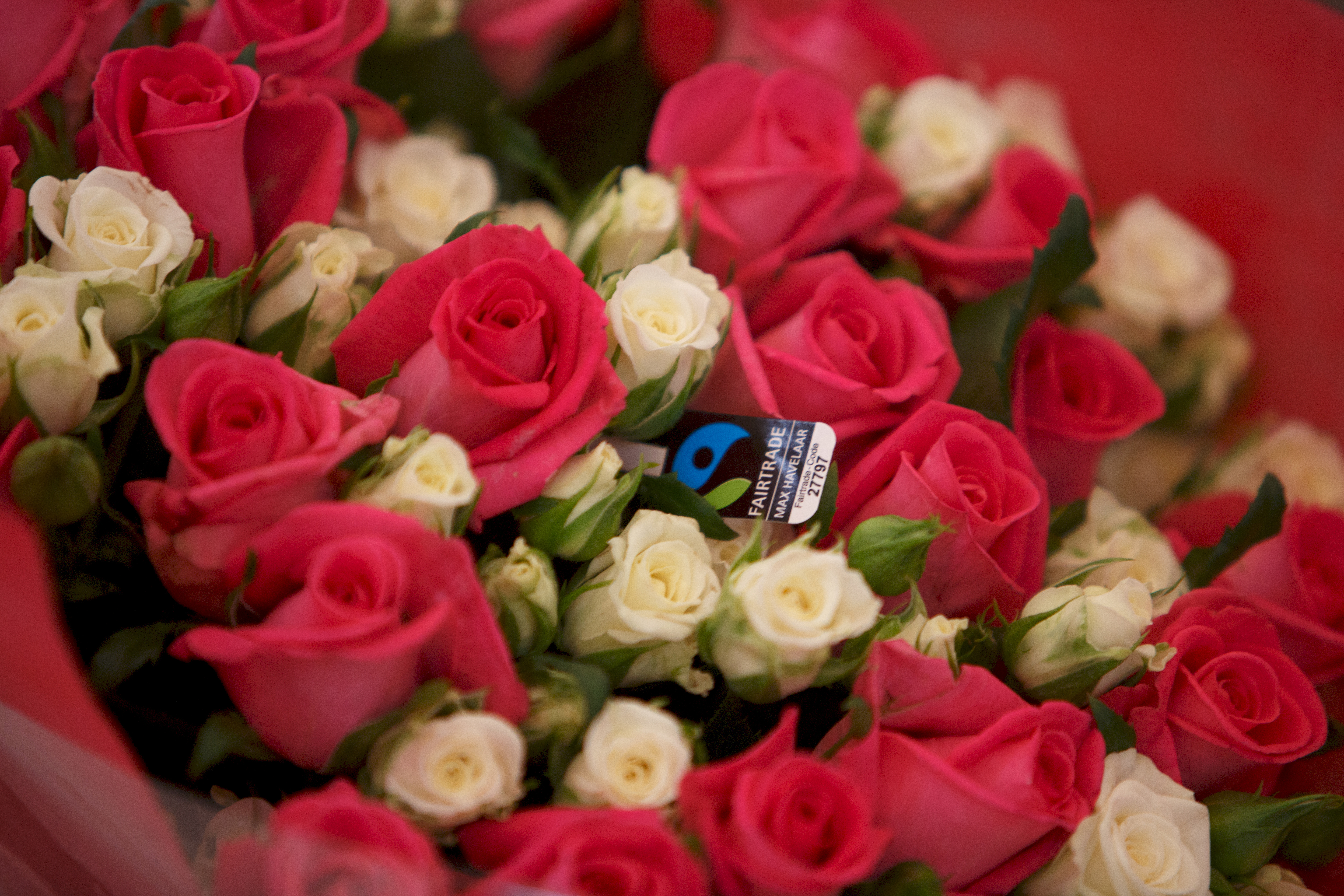 Ilahduta ystävänpäivänä reiluilla ruusuilla | Reilu kauppa ry