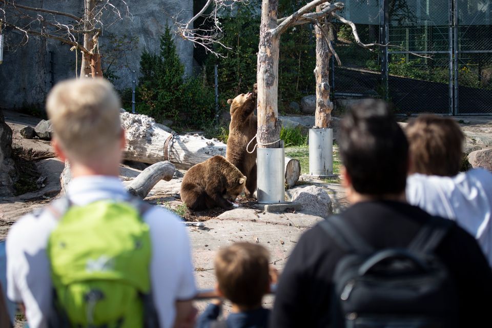 Yleisöä seuraamassa karhujen ruokintaa Korkeasaaressa, elokuu 2019