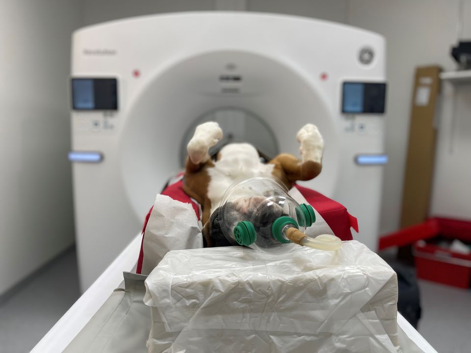 Vida-koira polvien ja lannerangan CT-kuvauksessa