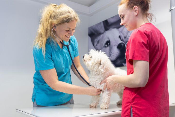 Evidensia avaa uuden sairaalan Jyväskylään – tilat mahdollistavat uusien  eläinlääkärien ja eläintenhoitajien palkkaamisen | Evidensia  Eläinlääkäripalvelut Oy