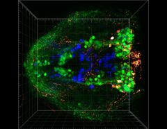 Forskarna vid Helsingfors universitet har utvecklat metoder för att undersöka zebrafiskens hjärnstruktur och -funktion. (Bild: Panula Lab)