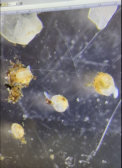 Pinsiön-Matalusjoen neljän kuukauden ikäisiä raakunpoikasia mikroskoopin alla. Poikaset ovat aktiivisia liikkumaan. Kuva: Katja Vainionpää