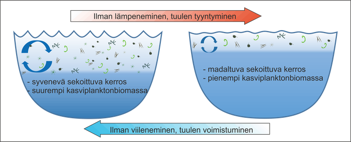 Järvien kasviplanktonin määrä voi vähentyä helleaaltojen yleistyessä |  Jyväskylän yliopisto