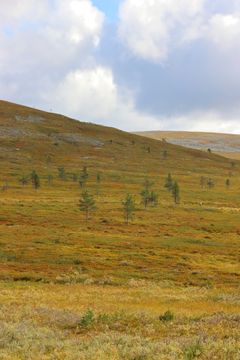 Kuva 4. Ilmaston lämmetessä puuraja nousee paljakalla. Pallas-Yllästunturin kansallispuisto. ©  Pälvi Salo.