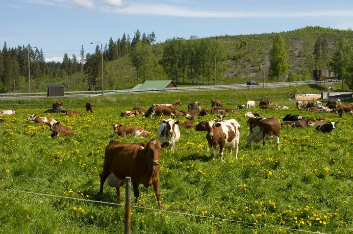 Lypsylehmien jalostuksessa tähdätään lehmien näkymättömyyteen, eli siihen, että lehmät ovat mahdollisimman helppohoitoisia.
Kuvaaja/SYKEkuva/Riku Lumiaro