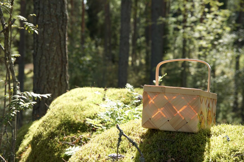 Basket in the forest