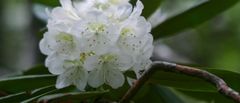 Suopursun (Rhododendron tomentosum) kukinnan alkamisajankohta on esimerkki tapahtumista, jotka ovat entisen Neuvostoliiton kylmillä seuduilla viivästyneet ja toisaalta lämpimillä alueilla aikaistuneet. Valokuva: Svetlana Bondarchuk.