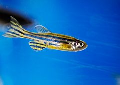 Zebrafisken har många likheter med människans organstruktur och fysiologi. (Bild: Helsingfors universitet)