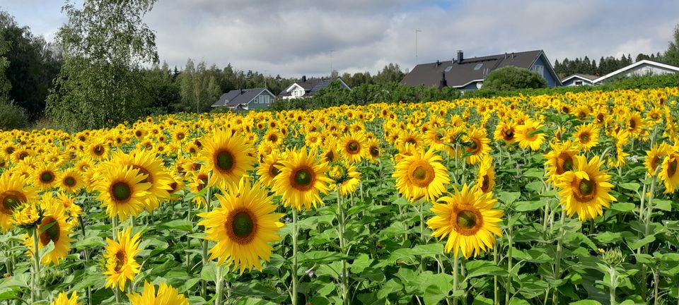 Lempäälän kunta maisemakukkapelto