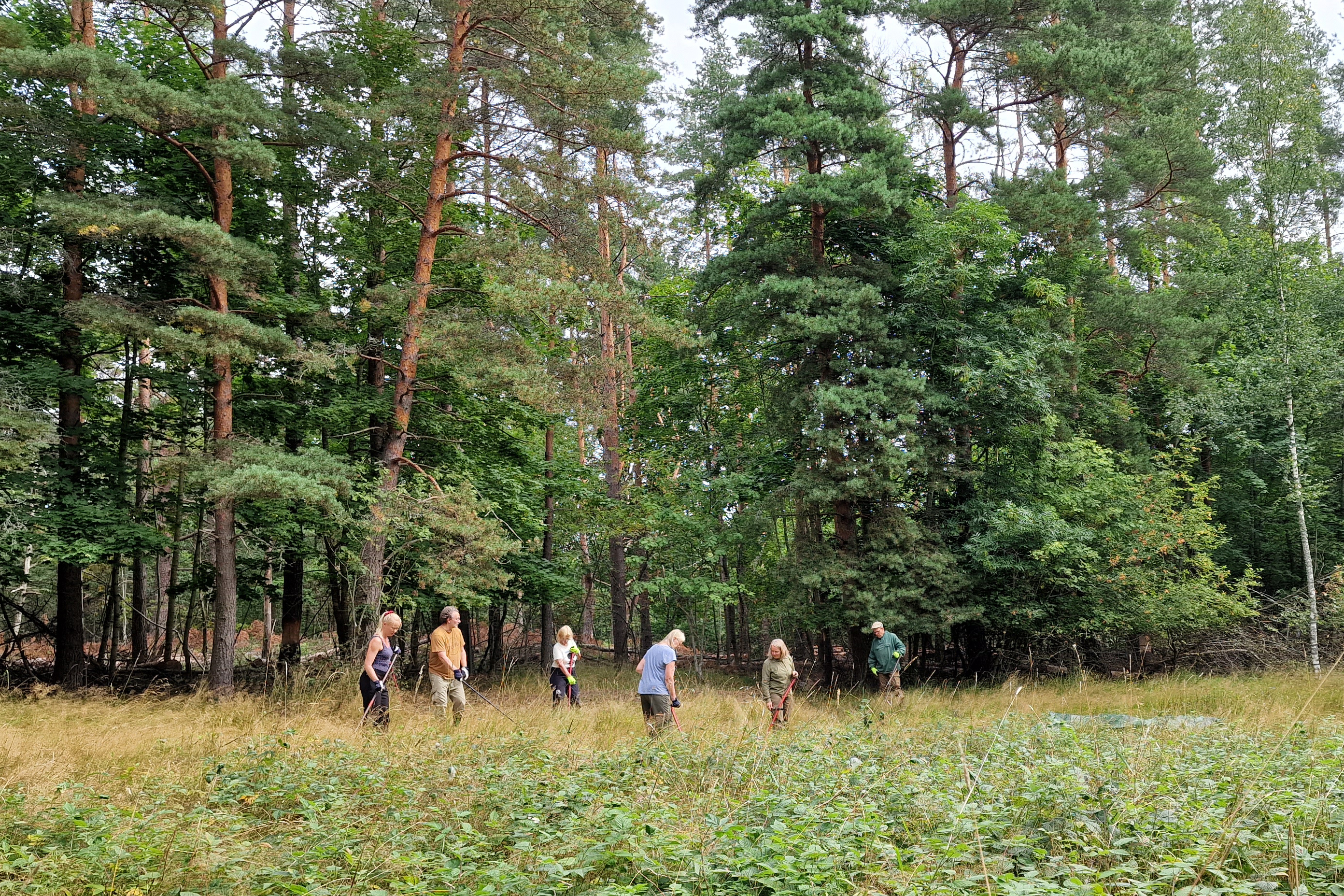 Uhanalaisten luontotyyppien ennallistaminen Kunta-Helmi-rahoituksella  etenee hyvin Bengtsårissa | Helsingin kaupunki, kaupunkiympäristön toimiala