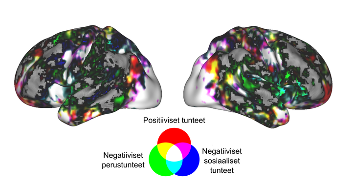 Suurin osa tunteista aktivoi laajoja, päällekkäisiä aivoverkostoja. Tunneryhmiä verrattaessa positiiviset tunteet aktivoivat muita enemmän etuotsalohkon alueita, negatiiviset perustunteet somatosensorisia ja subkortikaalisia alueita ja negatiiviset sosiaaliset tunteet motorisia ja sosiaalista informaatiota käsitteleviä alueita. Kuva: Heini Saarimäki