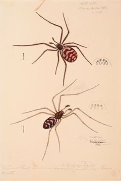 Hilda Olson: Spiders, Helsinki Botanical Garden, 8 May 1860 and 12 May 1861 Alexander von Nordmann’s archive material, Finnish Museum of Natural History, University of Helsinki. Photo: Finnish National Gallery | Aleks Talve