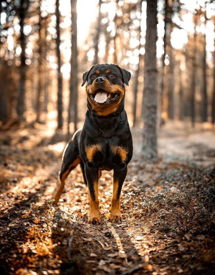 Sankarikoira Sulo, rottweiler. Kuvaaja: Kirsi Petäjämäki