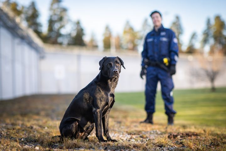 Vuoden vankilakoira 2024 Kira. Kuva: Jukka Pätynen, koirakuvat.fi