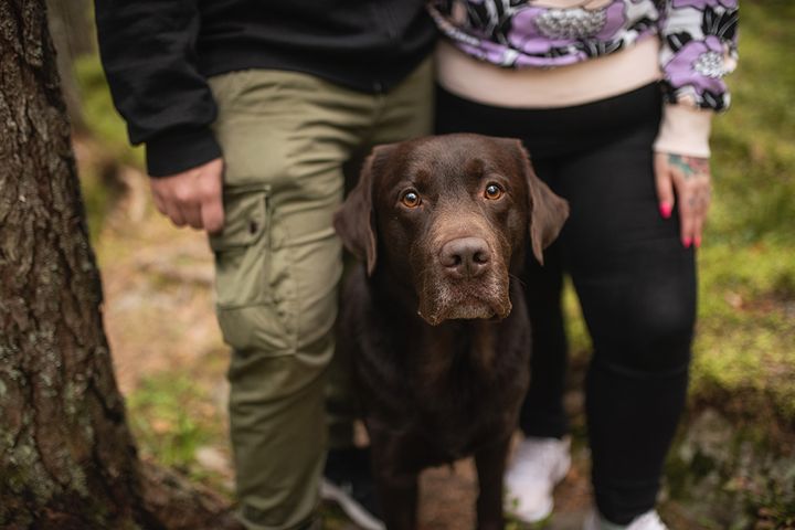 En hundvänlig kommun är mer attraktiv. Foto: Ida Lehtonen