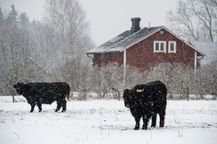 Ylämaankarjaa Haltialan tilalla