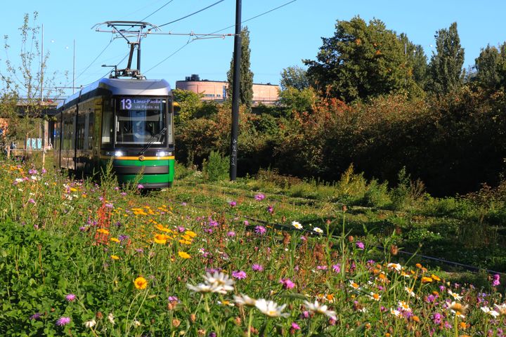 Raitiovaunu Vallilanlaaksossa viherraiteella.