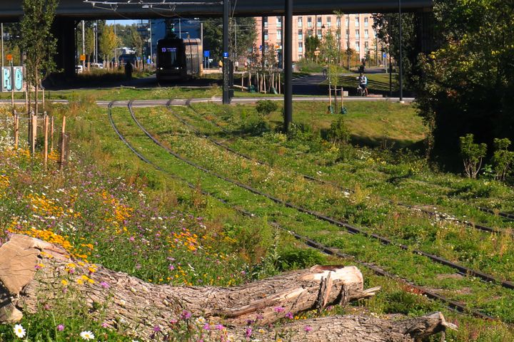 Lahopuita, niittykukkia ja viherrataa, raitiovaunu sillan alla.