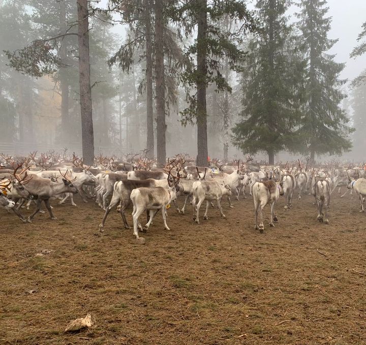 Alt text: En stor grupp renar samlade bland träd i en dimmig skog.