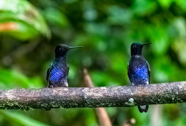 Velvet purple coronet hummingbirds on a branch in a rainforest in Equador