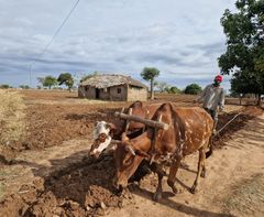 Tansanian Njomben alueen pienviljelijät tekevät suurimman osan peltotöistä käsin ja eläinten avulla.