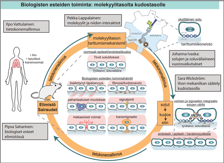 Kaaviossa esitellään biologisten esteiden toiminta ja mitä kukin huippuyksikön ryhmä niistä tutkii.