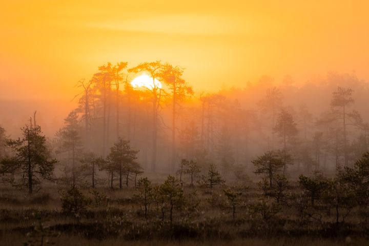 Auringonnousun keltaiseksi värjäämä sumuinen suomaisema, jossa kasvaa pieniä mäntyjä.