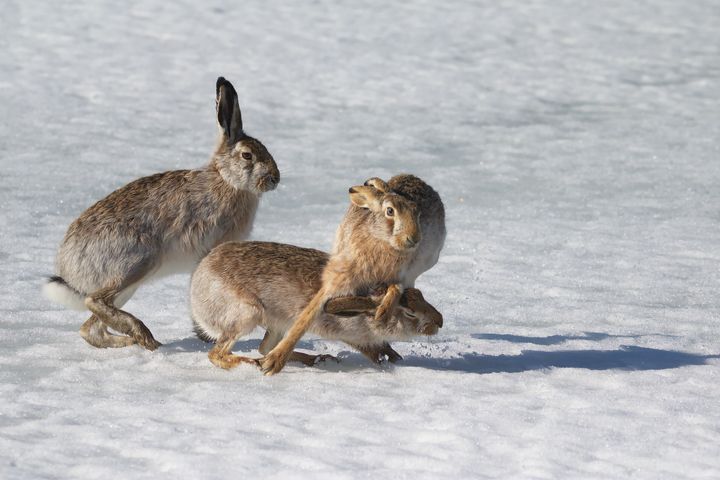 Kolme jänistä kisailee lumisella meren jäällä.