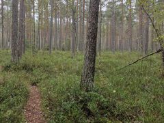 Avoin metsä, jonka poikki kulkee polku.