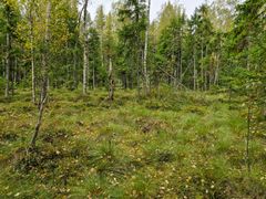 En myr med frodig skog i bakgrunden.