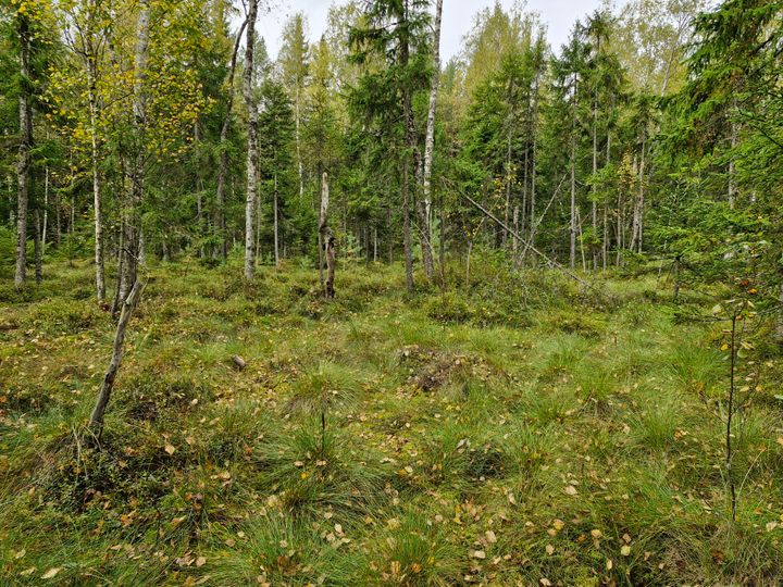 Maisema suosta, jonka taustalla on rehevää metsää.