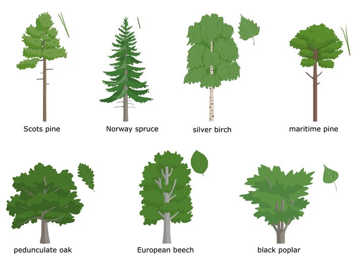 Tutkimuksessa tarkasteltiin seitsemää yleistä puulajia: metsämänty, kuusi, rauduskoivu, rannikkomänty, talvitammi, euroopanpyökki ja mustapoppeli.