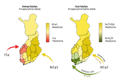 Suomen eri alueiden Y-haploryhmien yleisyys ja alkuperä aiemman ja nykyisen käsityksen mukaan. Vasemmanpuoleinen kartta kuvaa perinteistä itä-länsi-jakoa ja oikeanpuoleinen kartta esittää, miten N1a1-haploryhmä on jakautunut kahteen alalinjaan, joista N-VL29 on saapunut Suomeen etelästä ja N-Z1934 idästä.