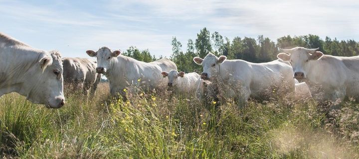 Charolais-lehmiä vihreällä niityllä taustallaan puita.