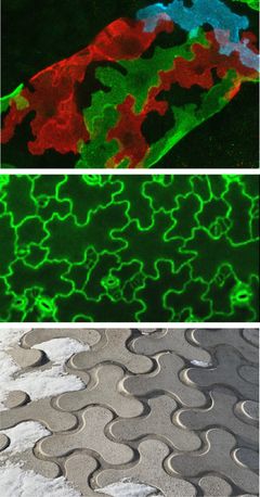 Hiiren imusuonen endoteelisolujen, kasvin lehden pinnan solujen ja Helsingin Lasipalatsin sisäpihan päällyskivien geometriset muodot.