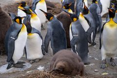 Kuningaspingviinejä Zürichin eläintarhassa.