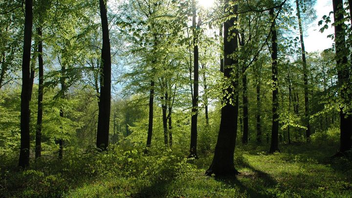 Tanskalaista metsää.