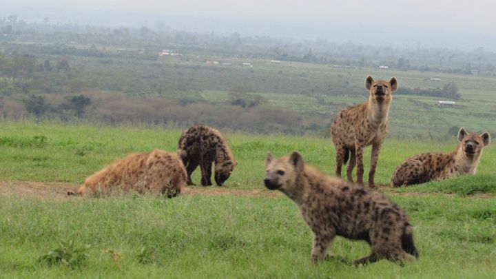 Hyeenoita Keniassa.