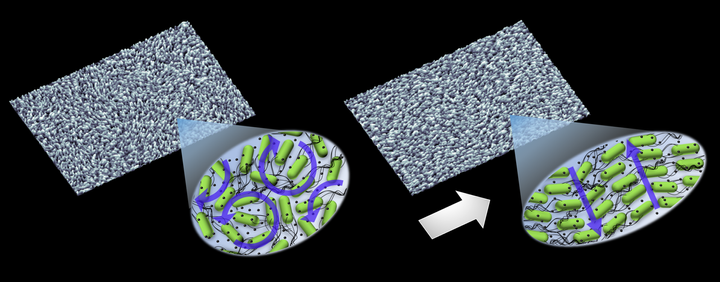 Kun magneettikenttä kytketään päälle, bakteerit järjestyvät aktiivisen turbulenssin tilasta selkeisiin jonoihin. Kuva: Kazusa Beppu / Aalto-yliopisto