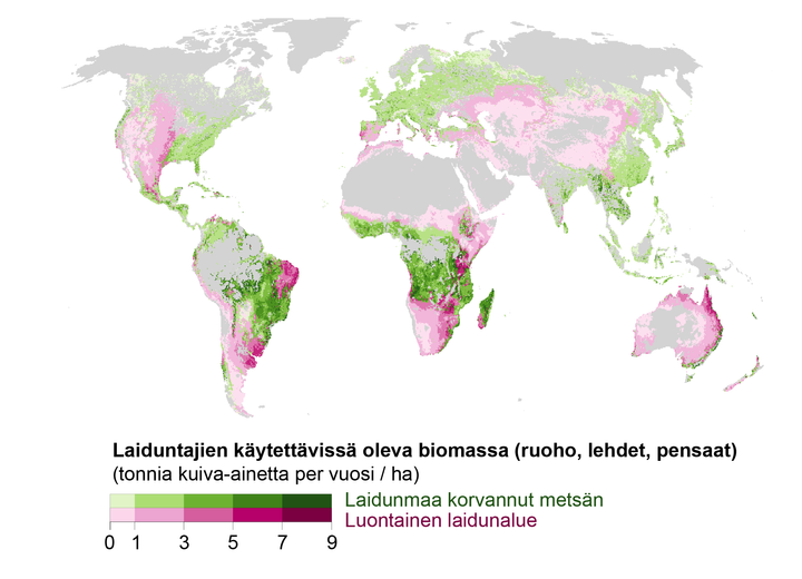 Maailmankartta, joka näyttää laiduntamiseen käytettävissä olevan biomassan jakautumisen; tummemmat värit osoittavat korkeampaa tuotantoa. Vihreät alueet kuvaavat metsäalueita, joille laidunmaata on perustettu, ja vaaleanpunaiset alueet luonnollisia laidunalueita.