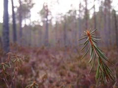 Suomalainen metsä, jossa etualalla näkyy pieni oksa.