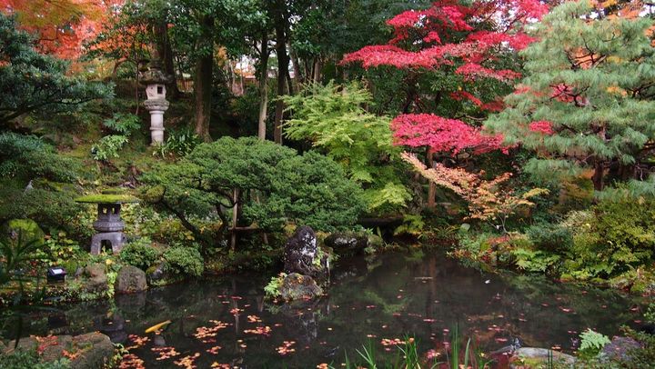 Vihreä japanilainen puutarha, jossa on lampi ja värikkäitä puita.