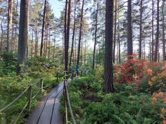 Puinen polku kulkee vehreän metsämaiseman halki, jota ympäröivät korkeat mänty- ja lehtipuut sekä värikkäät pensaat.