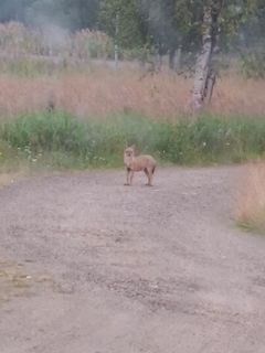 Ivalossa havaittu kultasakaali. Kuva Asta Härkönen.